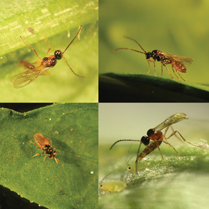 Biological Pest Control