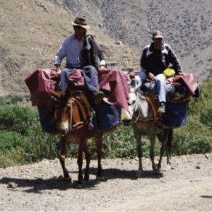 Global Servicio de orientación turística Mercado