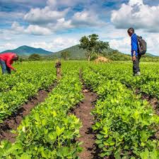 Global Protección de cultivos genérica Mercado