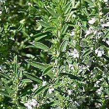 Global Aceite salado Mercado